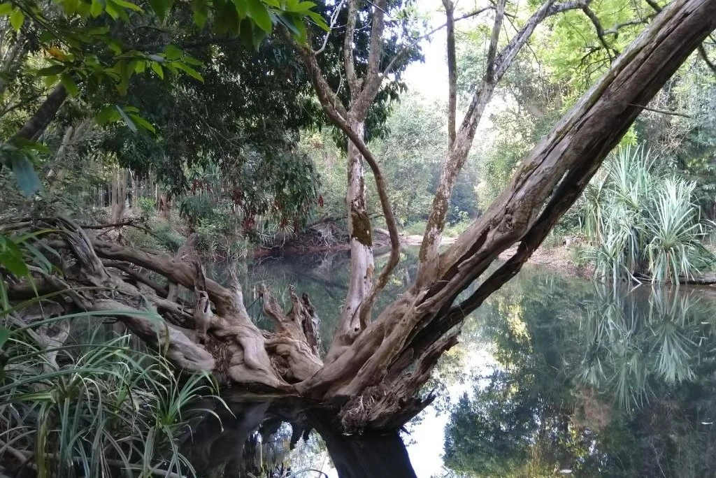 kalinga-Mane-5