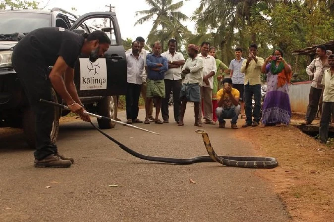 ಕಾಳಿಂಗಾ ಮನೆ 9
