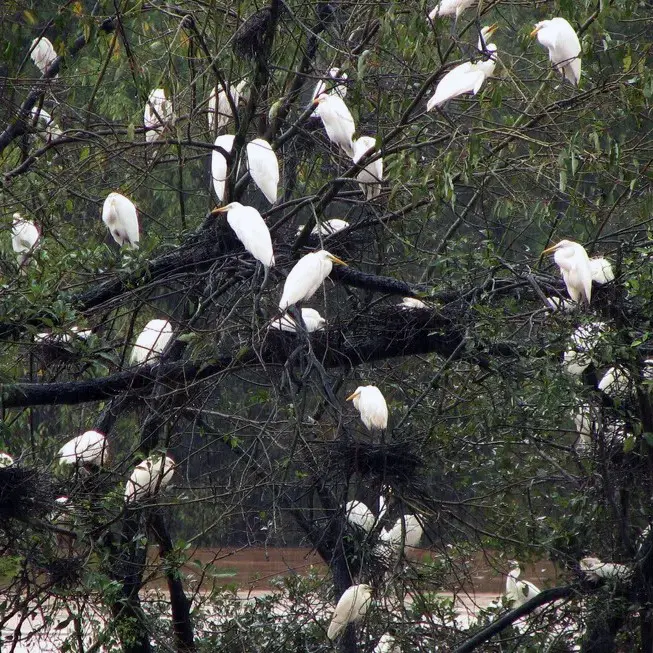 Mandagadde Bird Sanctuary